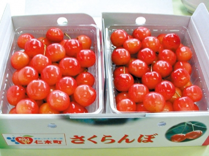 仁木のさくらんぼ