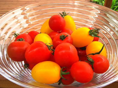 有機ミニトマト４種セット