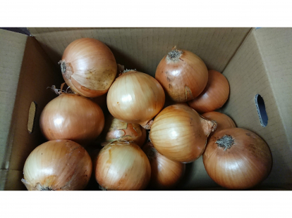 淡路島の玉ねぎ　秀品　５ｋｇ