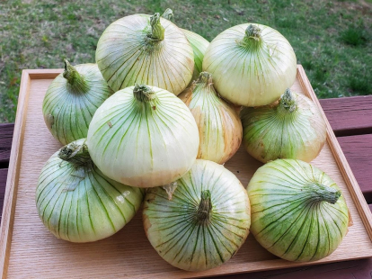 淡路島の新玉ねぎ　秀品　５ｋｇ