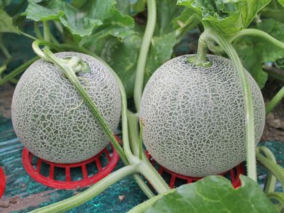 富良野メロン　赤肉　２玉（１．６ｋｇ×２）