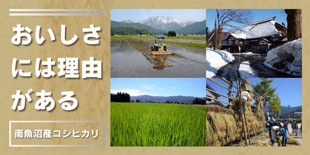 おいしさには理由がある　南魚沼産コシヒカリ