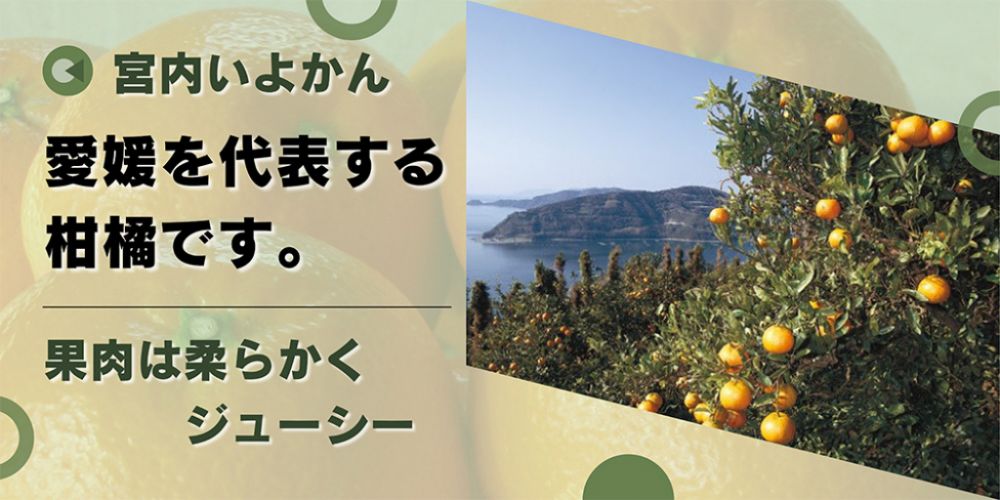 宮内いよかん　愛媛を代表する柑橘です。果肉は柔らかくジューシー。