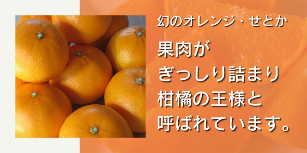 幻のオレンジ・せとか　果肉がぎっしり詰まり柑橘の王様と呼ばれています。