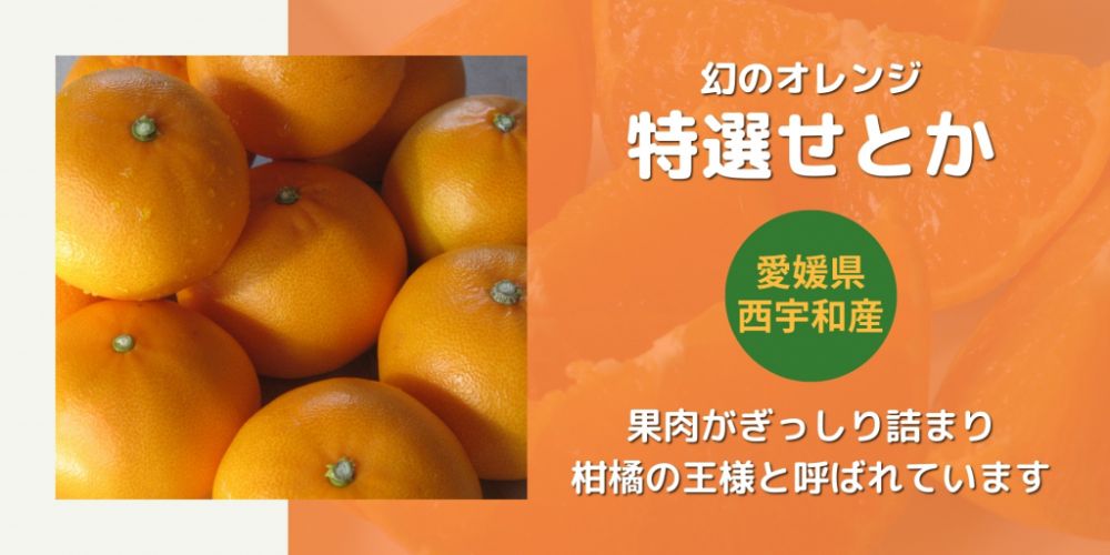 幻のオレンジ・せとか　果肉がぎっしり詰まり柑橘の王様と呼ばれています。