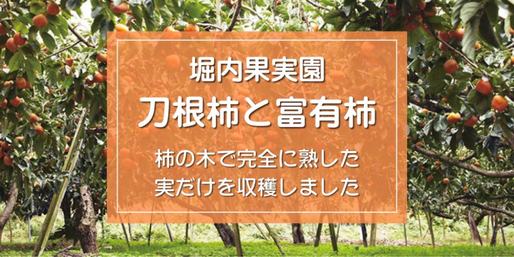 柿の木で完全に熟した実だけを 収穫しました