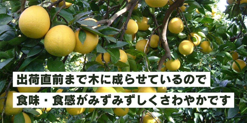 出荷直前まで木に成らせているので食味・食感がみずみずしくさわやかです