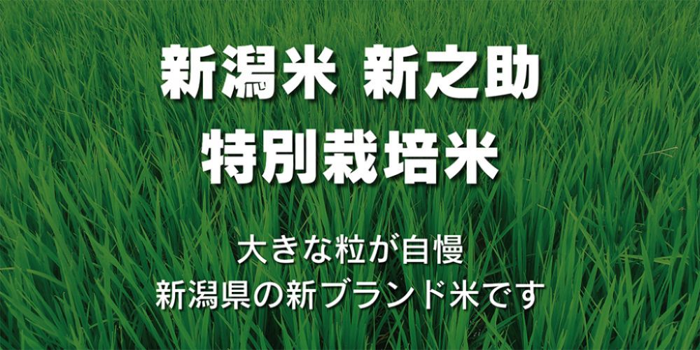 新潟米　新之助（特別栽培米）大きな粒が自慢、新潟県の新ブランド米です