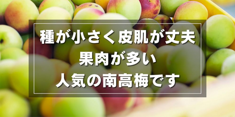 種が小さく皮肌が丈夫、果肉が多い、人気の南高梅です