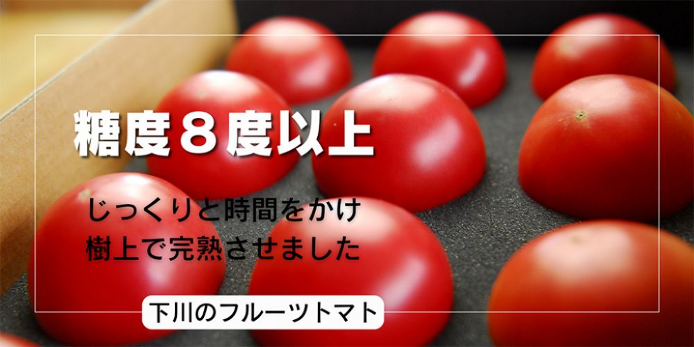 糖度８度以上　じっくりと時間をかけ 樹上で完熟させました　下川のフルーツトマト