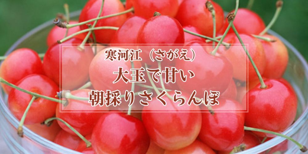山形 寒河江(さがえ)のさくらんぼ