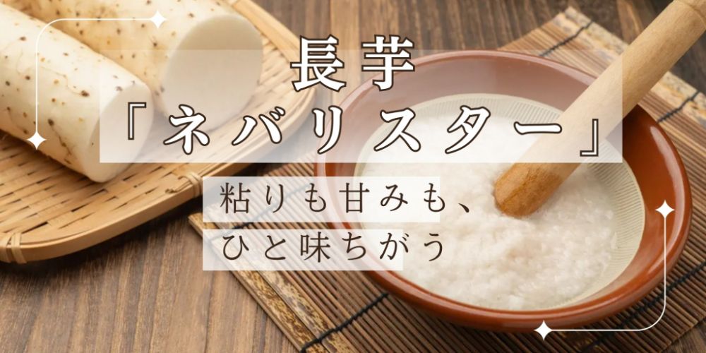 青森 三沢 長芋(ネバリスター)