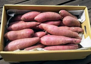 熊本 なかせ農園の熟成蔵出し紅はるか