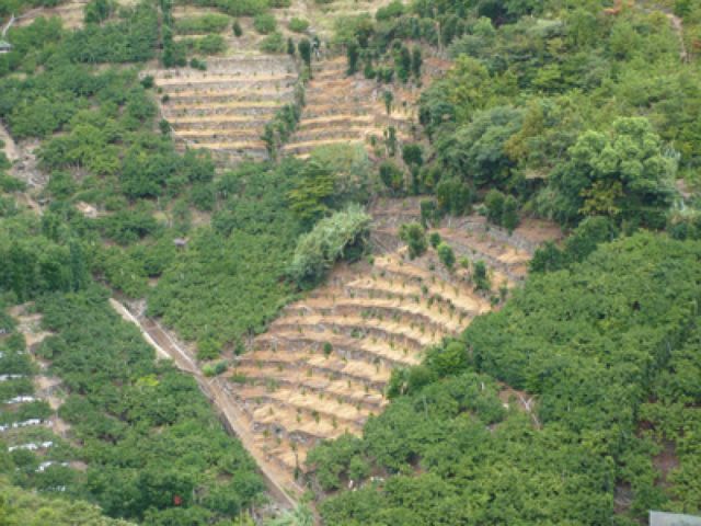 恵まれた風土と栽培技術