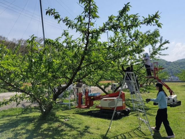 桃の実の摘果