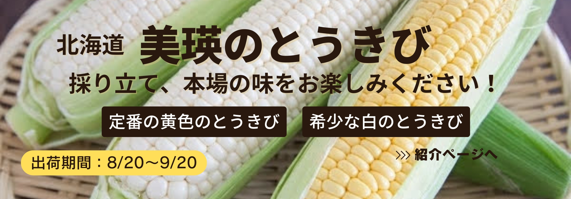 北海道　美瑛のとうきび／美瑛で育った美味しい、採り立てのとうきびを召し上がってください。