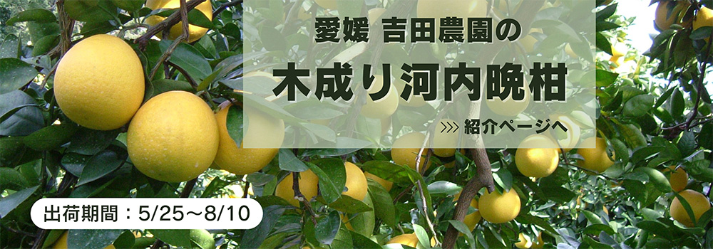 愛媛　吉田農園の木成り河内晩柑／出荷直前まで木に成らせているので、食味・食感がみずみずしくさわやかです。