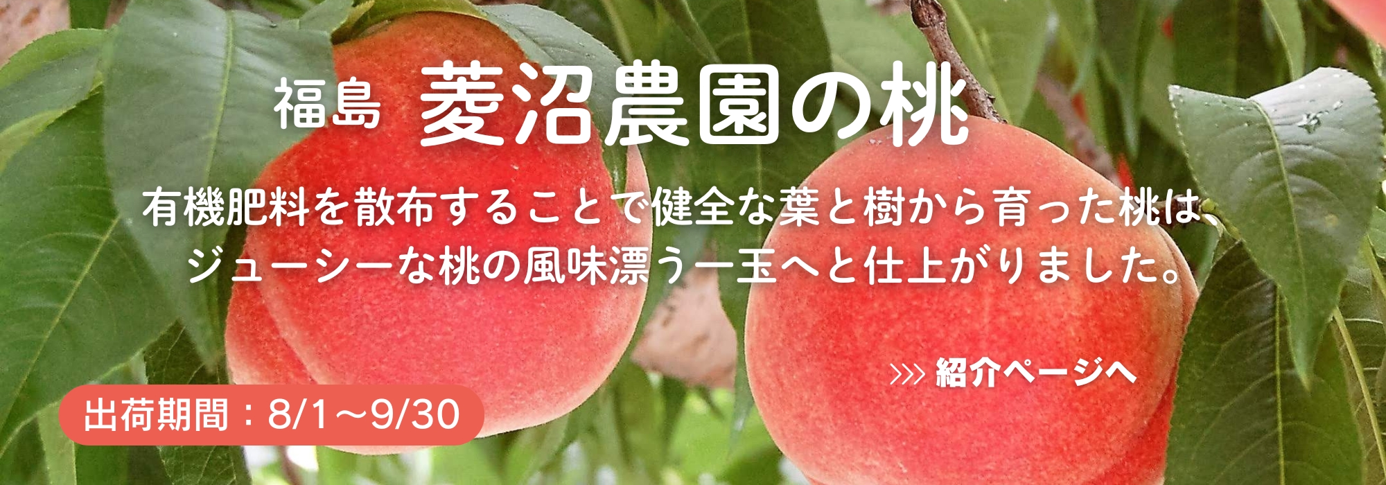 福島　菱沼農園の桃／ジューシーな桃の風味漂う一玉へと仕上がりました。