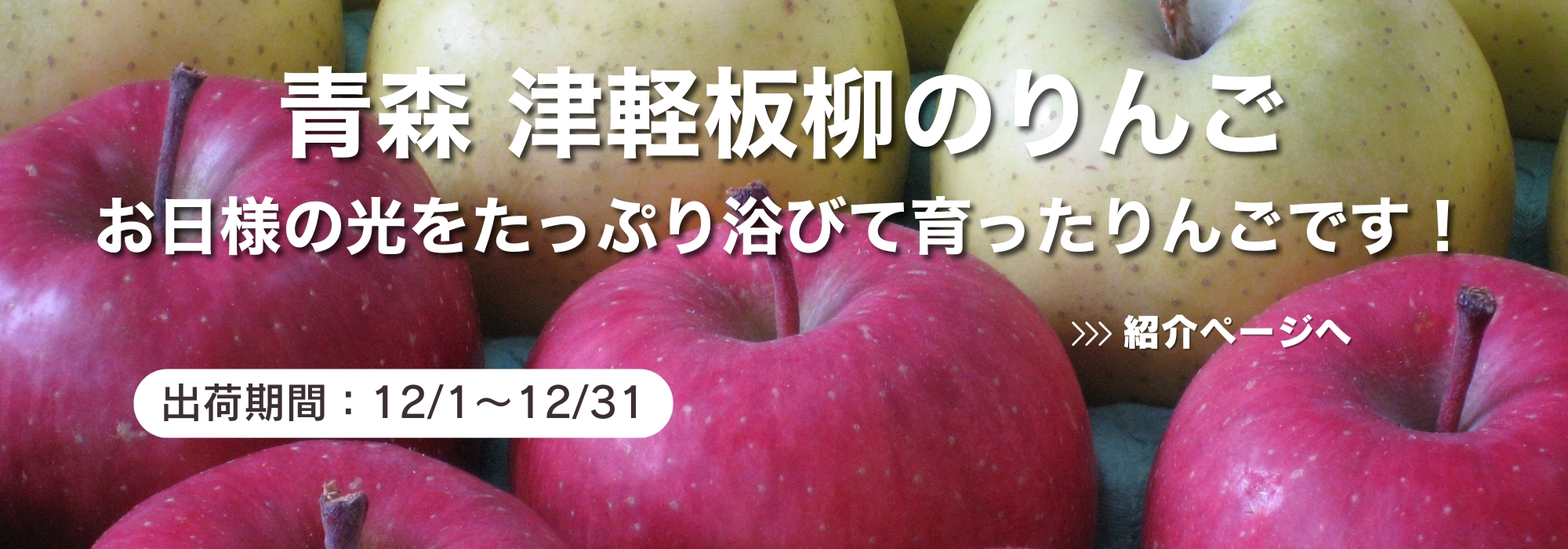 青森　津軽板柳のりんご／樹上で完熟したりんごは最高級品。ご贈答に最適です。