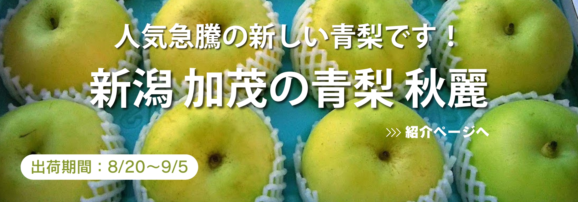 新潟　加茂の青梨　秋麗／人気急騰の新しい青梨です！