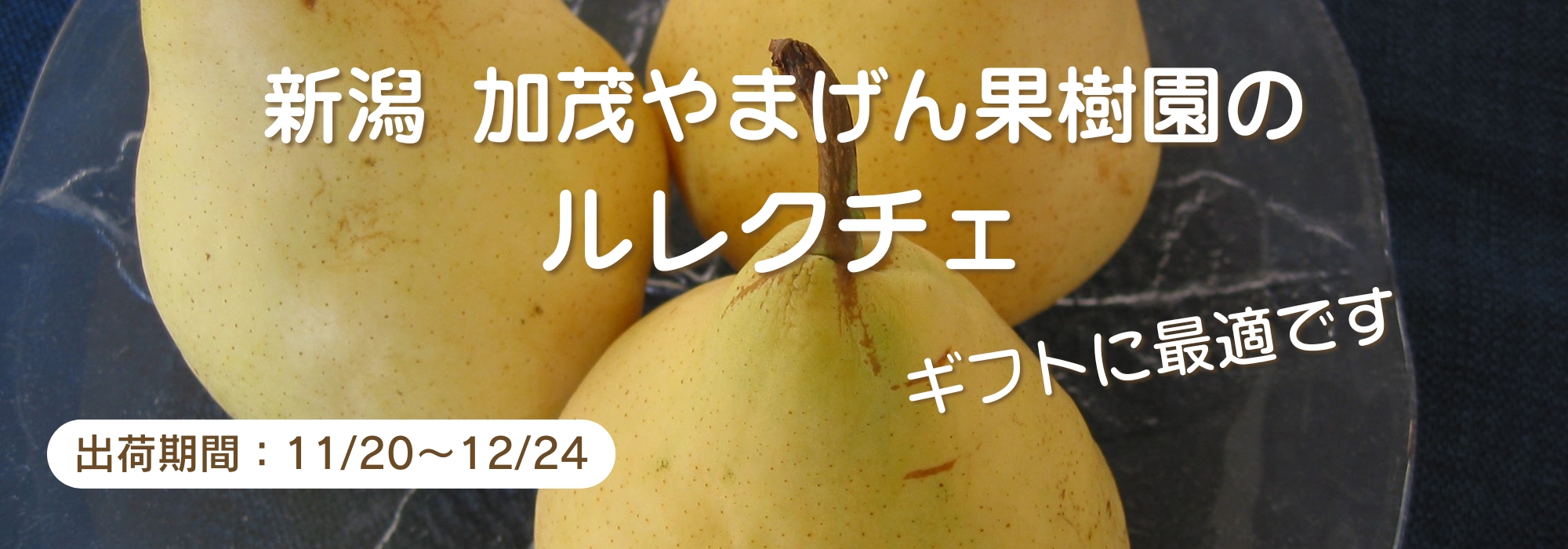 新潟　加茂の洋なし　加茂やまげん果樹園のルレクチェ／幻の洋なし、ルレクチェは、表皮がうす緑から黄色に変わり、指で触れてやわらかくなったら食べ頃です。贈り物としてもおすすめです。