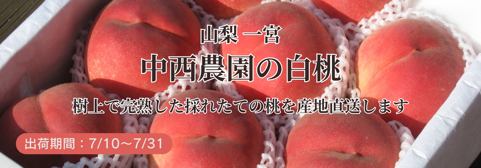 山梨 一宮　中西農園の白桃／樹上で完熟した採れたての桃をお届けします。