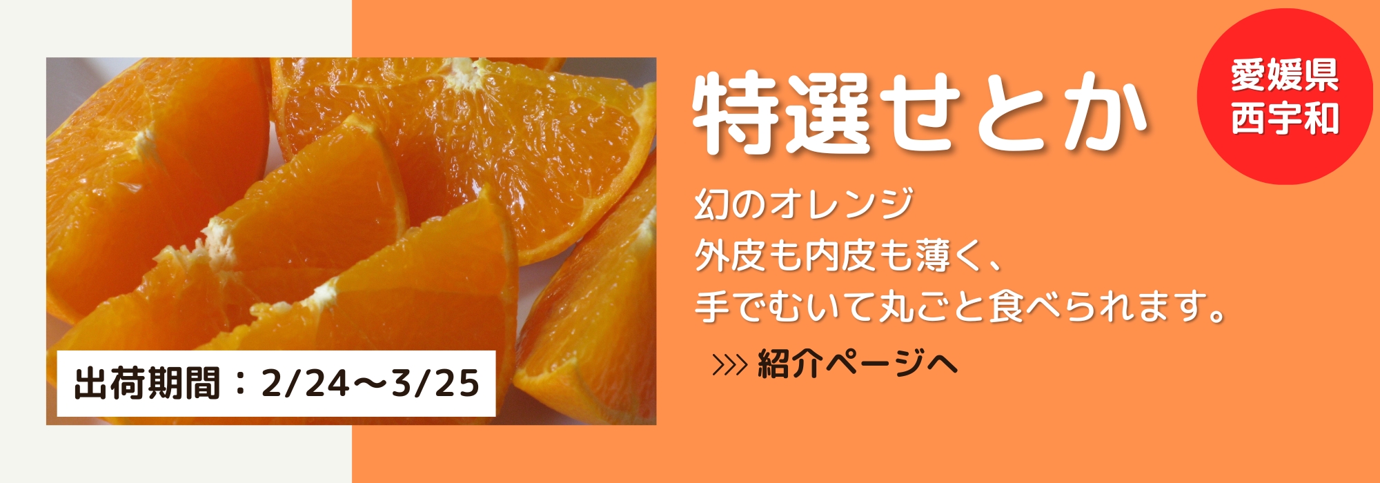 愛媛 西宇和　特選せとか／愛媛を代表する柑橘です。