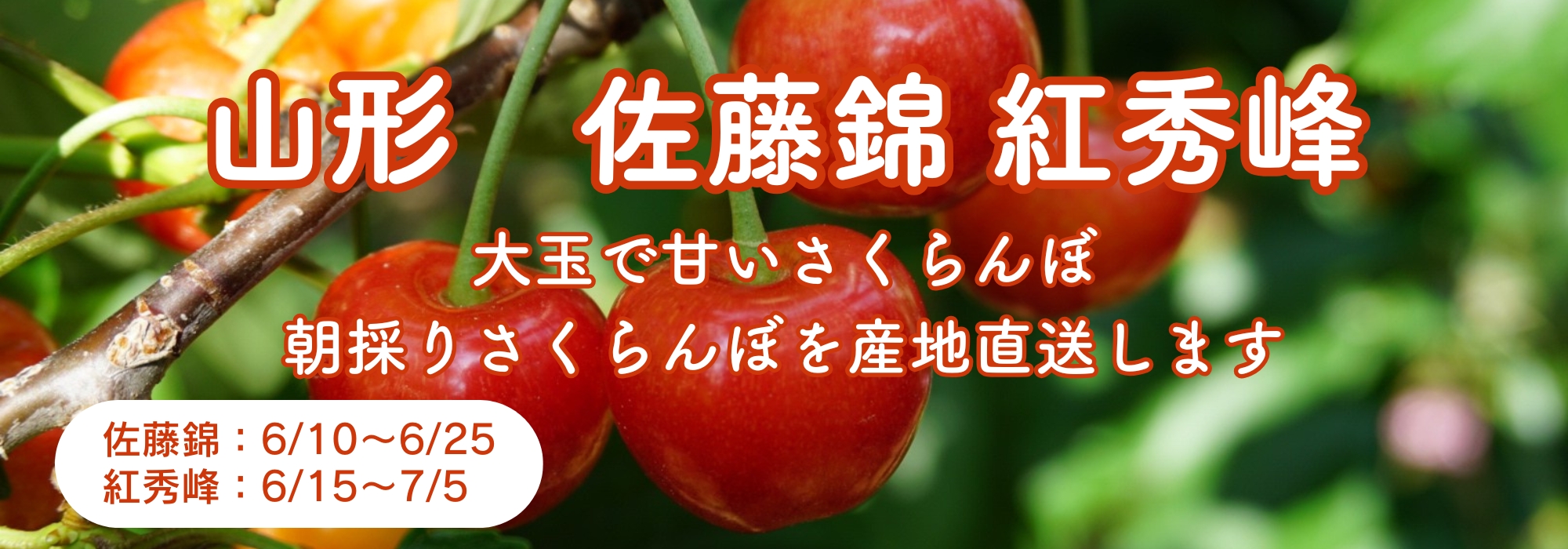 山形　寒河江（さがえ）のさくらんぼ／糖度が20度以上の大玉で甘いさくらんぼです。