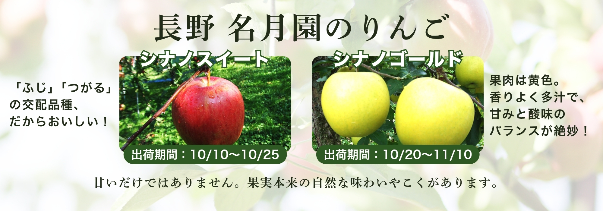 長野 豊野 名月園のりんご/「シナノスイート」、「シナノゴールド」。長野県生まれの人気の品種です。